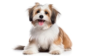 Havanese Dog Stands On A White Background