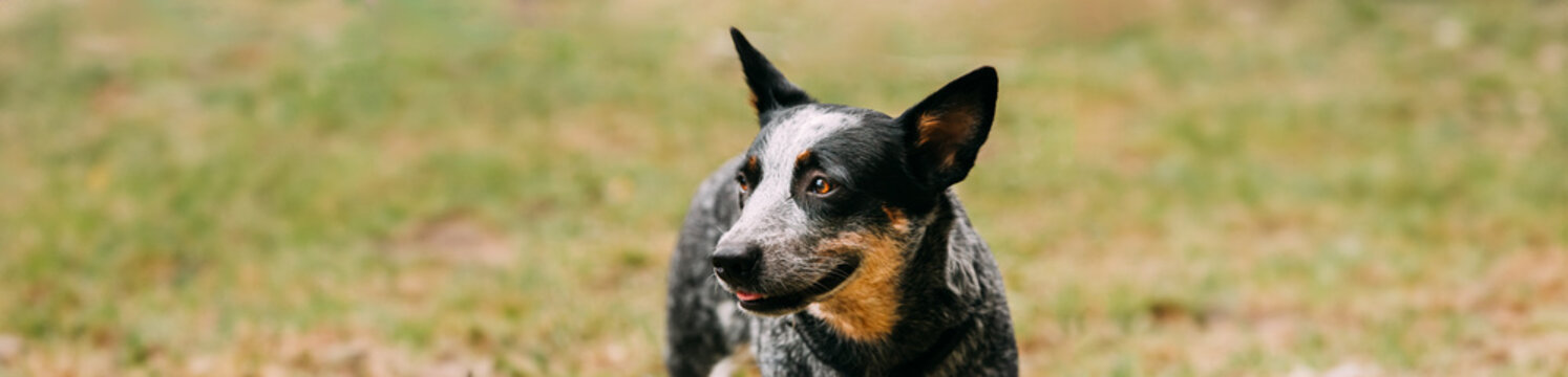 Australian Cattle Dog Close Up Portrait Outdoor. Panorama, Panoramic View Shot Scene Copy Space This Is Breed Of Herding Dog Originally Developed In Australia For Droving Cattle Over Long Distances
