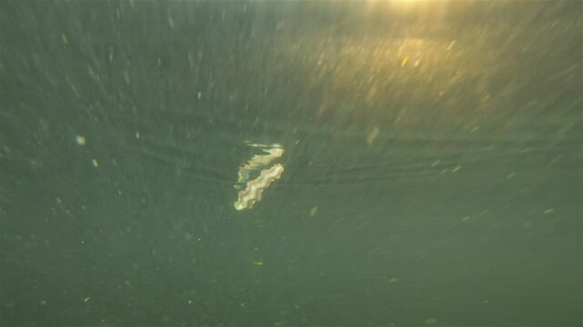 Worm Polychaeta Nereis virens (Alitta virens) from family Nereididae. Floats in water column during spawning for reproduction. White Sea