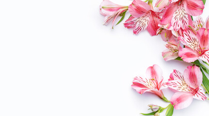 Beautiful Alstroemeria flowers on white background