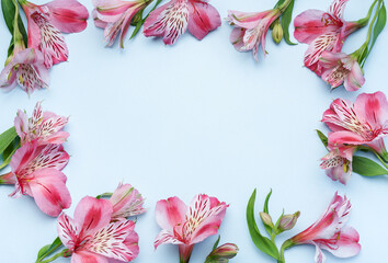 Beautiful Alstroemeria flowers on blue background
