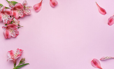 Beautiful Alstroemeria flowers on pink background