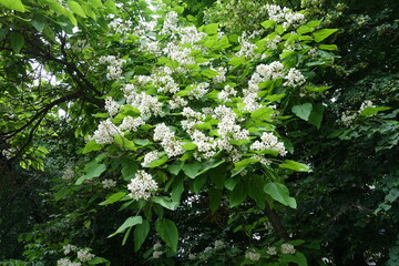 Plenitude of white flowers of catalpa tree in June