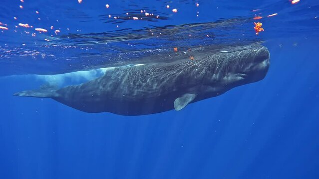 Large spermwhale dive in blue ocean. People dive to mammals under water. Blue whale sperm whale playing in blue water. Underwater shot Mauritius, Indian Ocean.