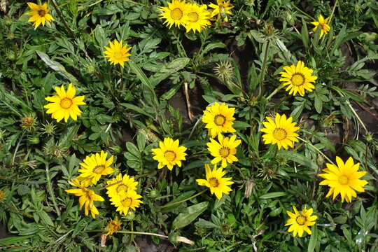 Top view of buds and yellow flowers of Gazania rigens in July