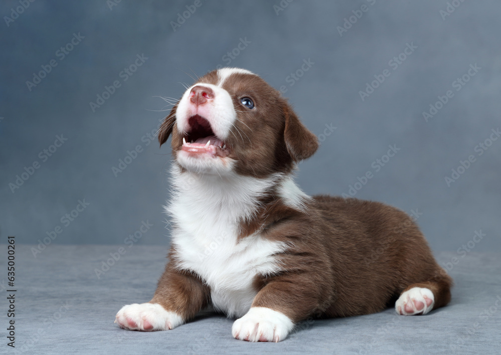 Wall mural Cute little welsh corgi cardigan puppy. Funny red puppy