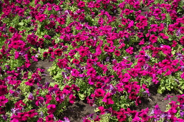 Hybrid petunias with magenta colored flowers in July