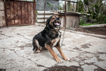 A dog on a chain guards the territory. The dog lives in captivity, suffers from inhumane treatment of animals. Animal protection.