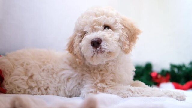 A cute and funny christmas lagotto romagnolo puppy dog with christmas decoration looking at camera. Christmas concept, postcard. Slow motion