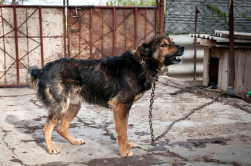 A dog on a chain guards the territory. The dog lives in captivity, suffers from inhumane treatment...