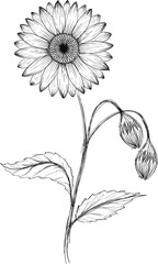 Hand Drawn Sunflower Outline Illustration Vector