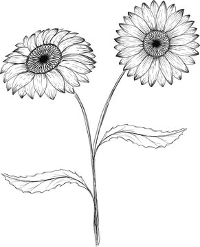 Hand Drawn Sunflower Outline Illustration Vector