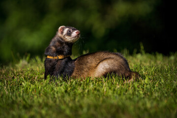 ferret portrait on the meadow - 635002011