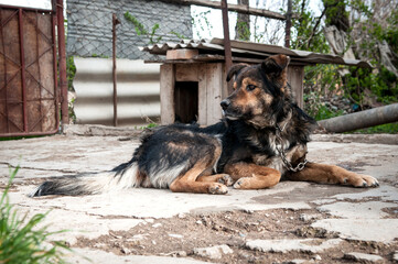 A dog on a chain guards the territory. The dog lives in captivity, suffers from inhumane treatment...