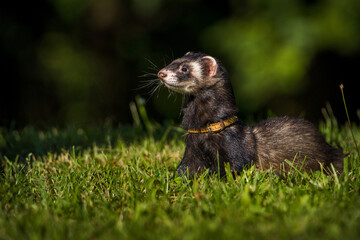 ferret portrait on the meadow - 635002021