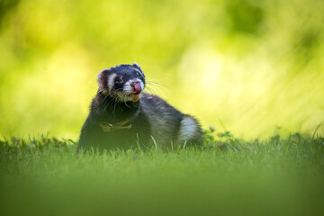 ferret portrait on the meadow - 635002037