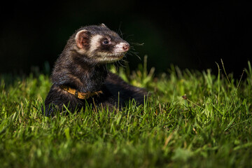 ferret portrait on the meadow - 635002051