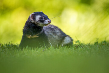 ferret portrait on the meadow - 635002059