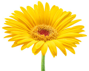 Yellow flower of gerbera close up. File contains clipping path.