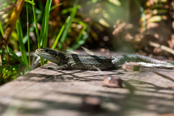Close up of a common lizard (zootoca vivipara) basking in the sun