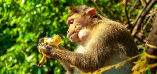 A monkey eats a banana on the street in Thailand. Cheeky macaque in the city area. Wildlife scene with wild animals.