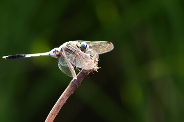 Blue dragonfly resting on a branch in summer