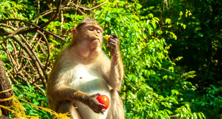 The pregnant monkey eats fruits and vegetables. Rainforest of India, wild animals.