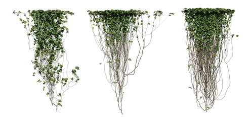 Canary ivy on a transparent background © YO_CG