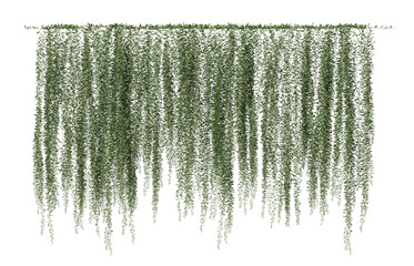 Ivy Vernonia Elliptica on a transparent background