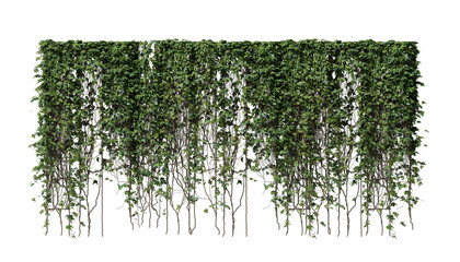 Canary ivy on a transparent background © YO_CG