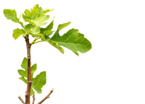 Fig fruit tree closeup view with copy space