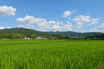 Fototapeta premium Vast rice paddy landscape, agriculture, summer, field