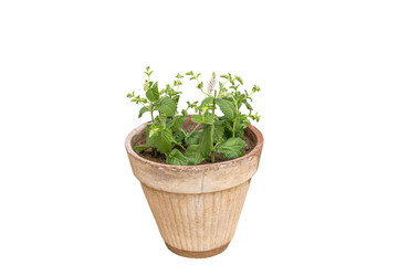 Mentha rotundifolia mint herb in clay pot