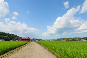 Vast rice paddy landscape, agriculture, summer, field