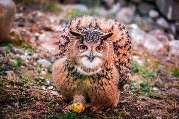 A wild owl caught a chicken, prey on the hunt. The look of an owl, the observation of a night hunter, the wisdom of a predator.