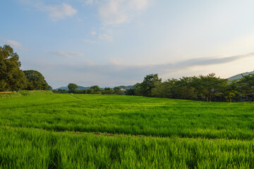 Fototapeta na wymiar Vast rice paddy landscape, agriculture, summer, field