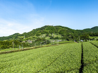 Fototapeta na wymiar 静岡県掛川市にある茶畑と粟ヶ岳山頂の茶の文字 