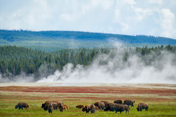 Yellowstone National Park