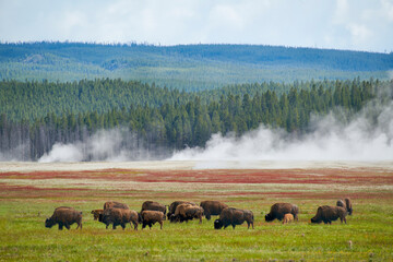 Yellowstone National Park