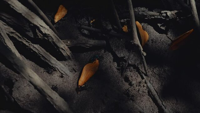 Tiny mudcrabs fighting for fallen leaves in a mangrove forest