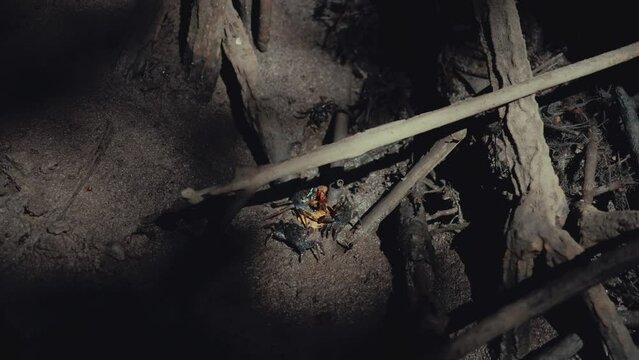 Mudcrabs eating the fallen leaves in a mangrove forest