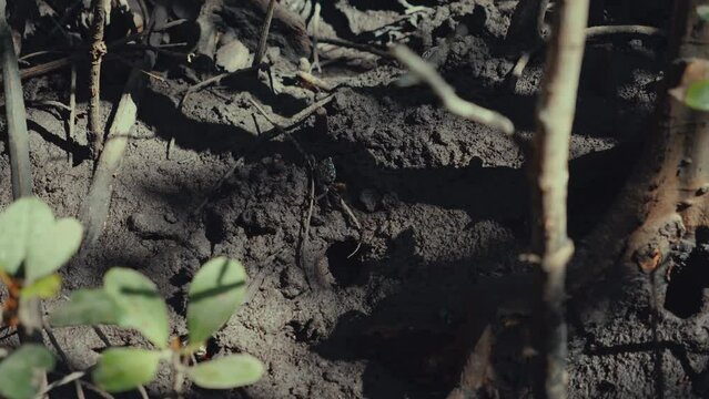 Mud crabs walking on the floor of a mangrove forest