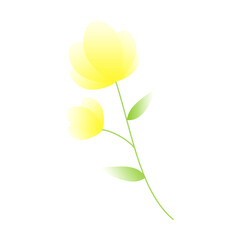 yellow flower isolated on white background