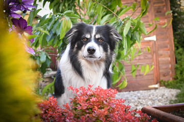 Obraz premium Smiling border collie in flowers. Adult border collie is in flowers in garden. He has so funny face.