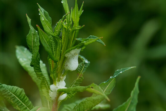 Schaumnester einer Zikade