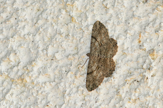 Rauten-Rindenspanner (Peribatodes rhomboidaria)	