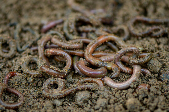 Earthworm moving on the fertile soil. Dendrobaena is a burrowing annelid worm that lives in the soil, 