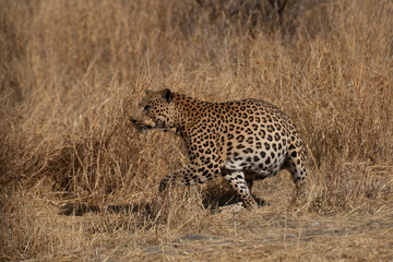 leopard in a tree waiting for prey Africa Kenya