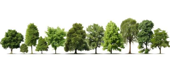 trees and forest on transparent background