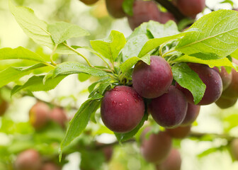 close-up of ripe plums on a tree branch in the orchard